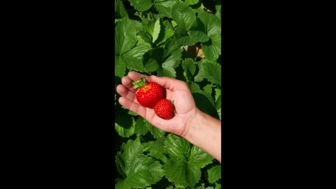 Berry9 Stock Footage 337708890