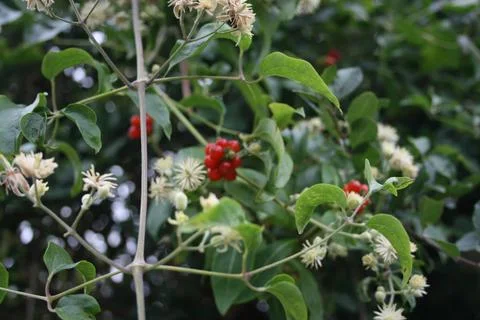 Berryhedgerow Stock Photos