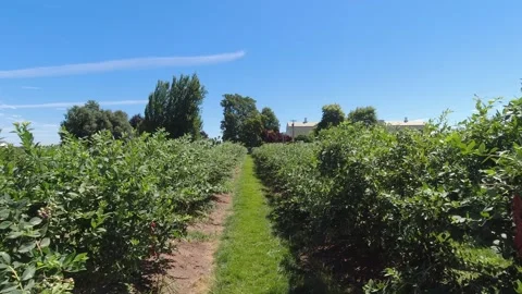Berrying picking looking down a lane with grass and blue sky Видео 246259128