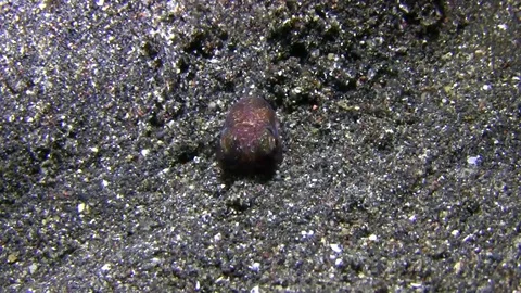 Berry's Bobtail Squid (Euprymna berryi)  hiding in the sand in the night Video stock 79418684