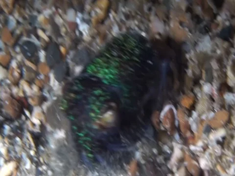 Berry's Bobtail Squid (Euprymna berryi) hiding in the sand in the night Stock-Footage 88638313