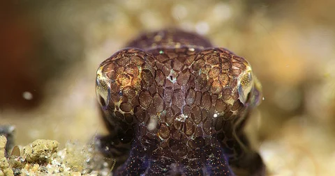 Berry's Bobtail Squid (Euprymna berryi) Underwater in Lembeh Strait 库存影片 93165447