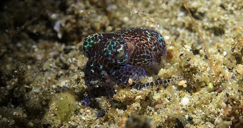 Berry's Bobtail Squid (Euprymna berryi) Underwater on a Coral Reef 库存影片 93924425