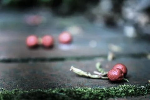 Berry's on a wall Stock Photos