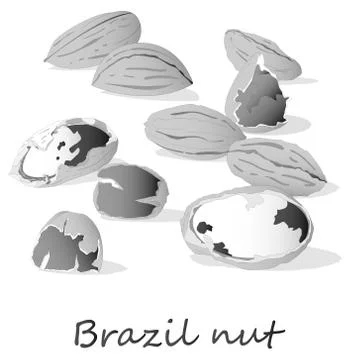 Bertholletia. Brazil nuts vector illustration on white close up Stock Illustration