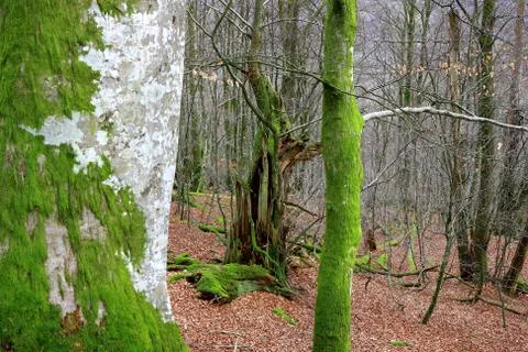 Bertiz forest Stock Photos