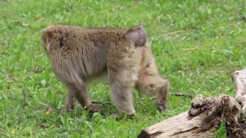 Bertuccia - Barbary macaque Stock Footage 106580556