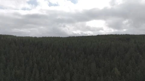 Berwyn Mountains pine forest Stock Footage 288749235