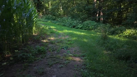 Beside corn fields 8-4-26 Stock Footage 341710451