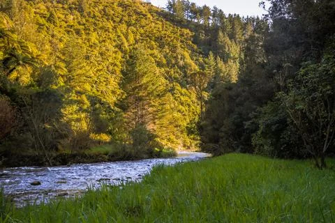 Beside a river, standing in shadows while the sunshine hits the opposite bank Stock Photos