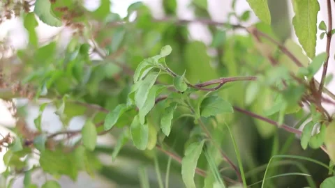 Besil herb Stock Footage 140161145