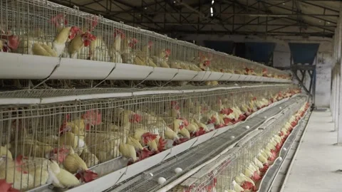 Bespoke Egg Farming - A Close-up Look at the Huge Broth of Chickens Stock Footage 324036203