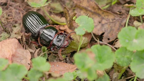 A bess beetle crawling with effort across the soil Stock Footage 342567872