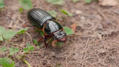 A bess beetle crawling with effort across the soil Video stock 342569167