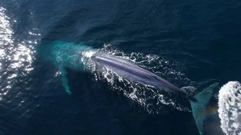 The best 4k drone footage of a Blue Whale Diving after a large breath Vidéo 217669372