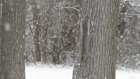 Best American Gray Squirrel looking for food during snow fall in winters Stock Footage 169371399