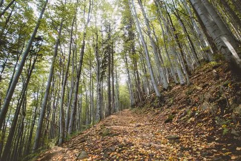 Best autumn mood in the beech forest. The golden light of the sun illuminates Stock Photos