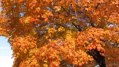 Best Beautiful Fall Autumn Tree red Yellow Leaves falling Stock Footage 166329637