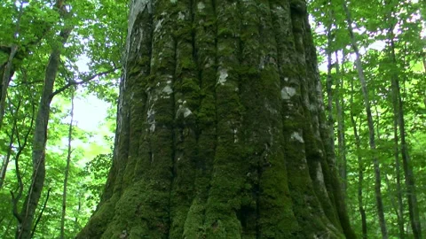The Best Beech Tree in Japan Vídeos de archivo 332377150