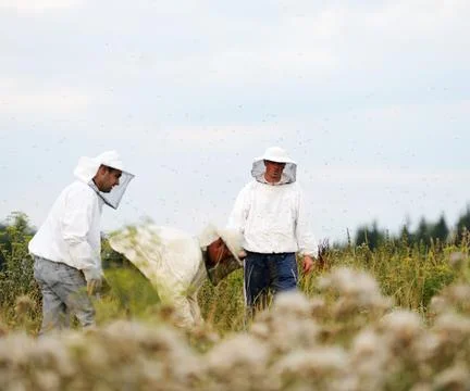 The best Beekeepers working on the big field Stock Photos