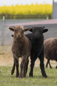 Best Buddies hugging each other Stock Photos