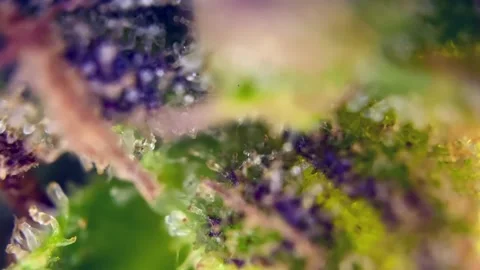 Best Cannabis trichomes developing active cannabinoids under microscope. Stock Footage 344494543