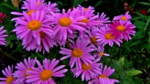 Best Chamomile flower Stock Footage 222465698