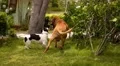 Best Dog Friends Playing Outdoors in the Garden. HD Footage