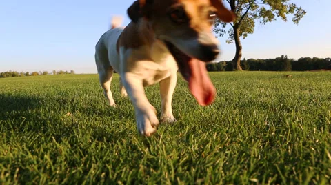Best dog play Vídeo Stock 45870360
