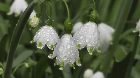 The best flower is white Stock Footage 222465864