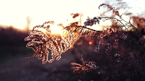 The best leaves in nature Stock Footage 222466053