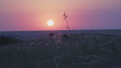 The best sunset over the fields with sage Stock Footage 101950314