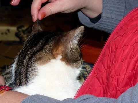 Best Tomcat Stock Photos