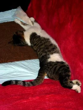 Best Tomcat Stock Photos