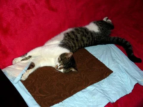 Best Tomcat Foto stock