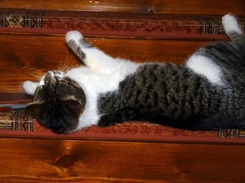 Best tomcat Stock Photos