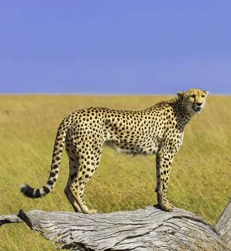 Best wildlife destinations in the world Stock Photos