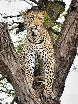 Best wildlife sanctuary in the world Stock Photos