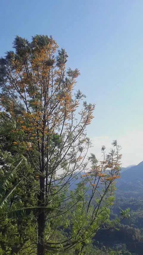 Best Wind-Resistant Trees for Your Garden: Top Storm-Proof Species Video stock 307970055