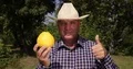 Best Yellow Grapefruit Proud Agronomist Recommend Fresh Exotic Citrus Fruit 4k or 4k+ Resolution