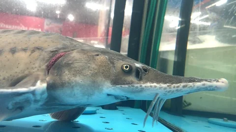 Bester Stock Footage 113796986