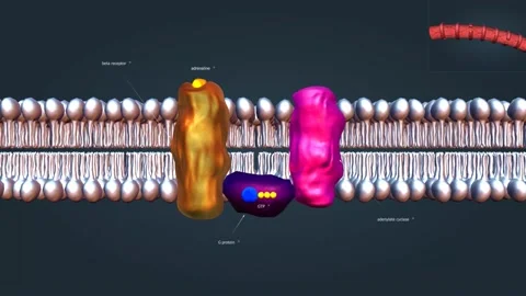 The beta 1 receptor is vital for the normal physiological function of the Video stock 228052570