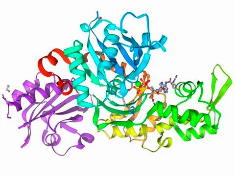 Beta-actin molecule Stock Illustration