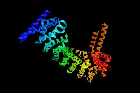 Beta-catenin-like protein 1, a protein which contains an acidic domain, a b.. Stock Illustration