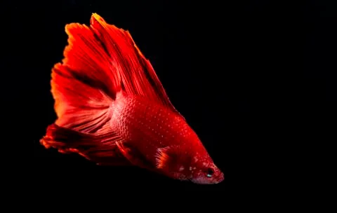 Beta Fish, Fighting Fish in watter Stock Photos