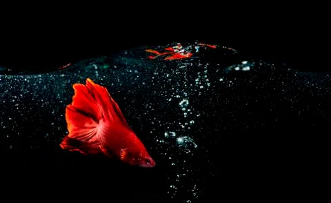 Beta Fish, Fighting Fish in watter with bubbles Stock Photos