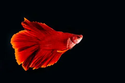 Beta Fish, Fighting Fish in watter Stock Photos