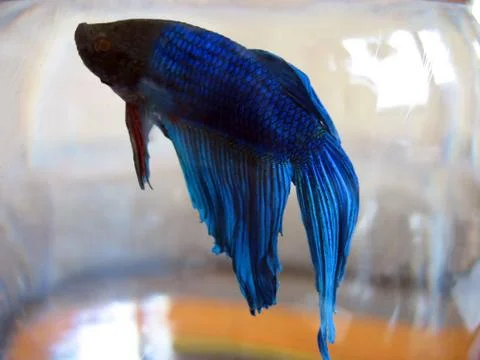 Beta Fish Macro Stock Photos