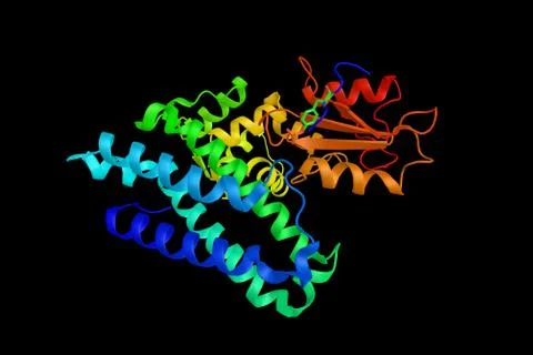 Beta-ketoacyl-ACP synthase from streptococcus pneumoniae,  an enzyme involv.. Stock Illustration