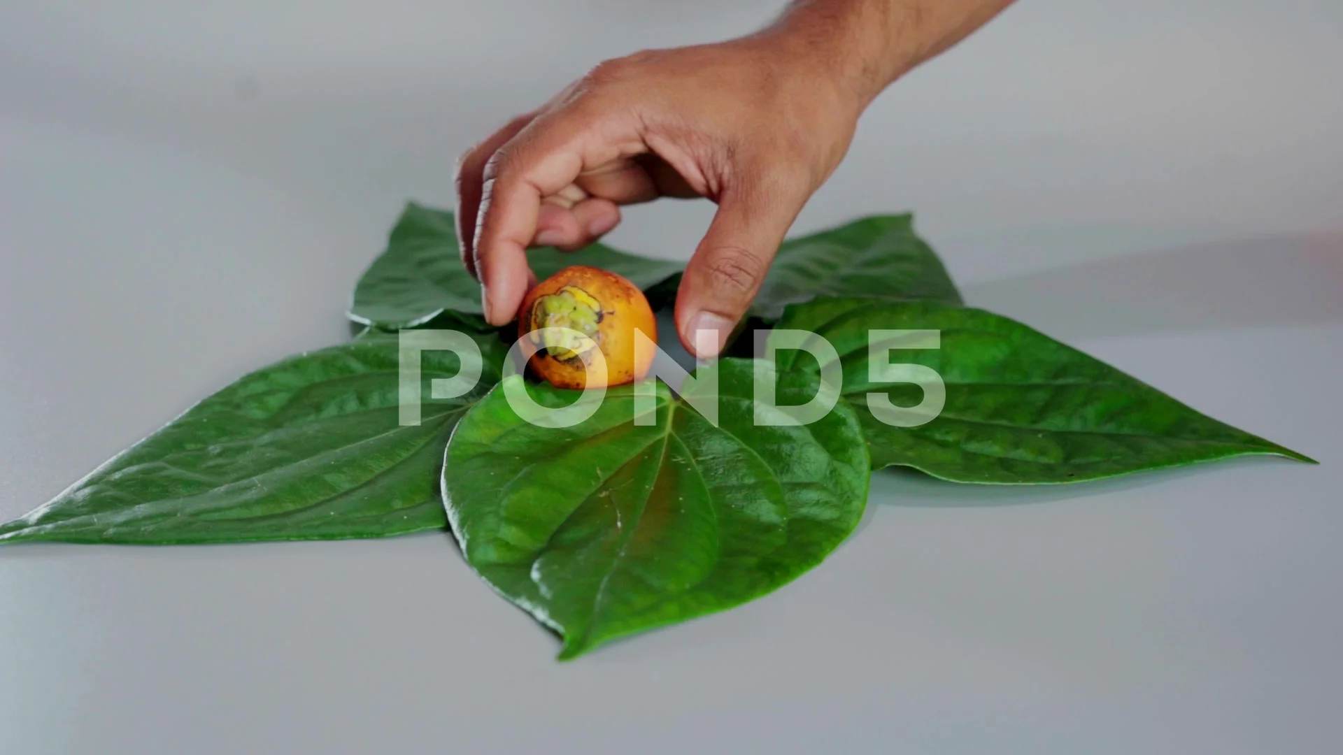 betel nut leaf